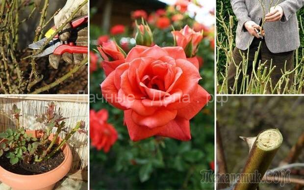 Обрезка роз весной – советы для начинающих цветоводов