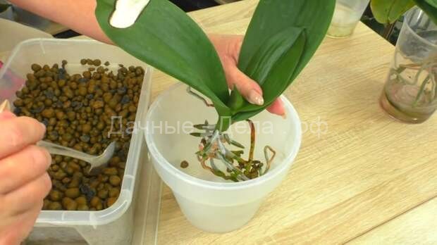Как заставить орхидею нарастить корни всего за три недели