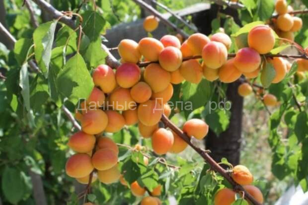 Персиковая слива —выращиваем уникальное дерево с очень вкусными плодами