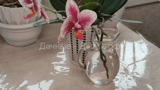 Обеспечиваем пышное цветение орхидеи без специальной подкормки
