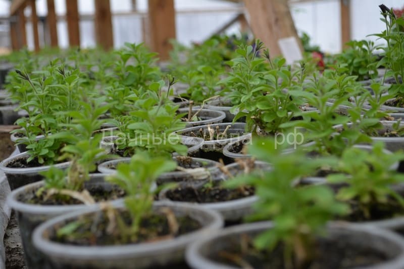 Как вырастить рассаду калибрахоа из семян в домашних условиях: особенности выращивания, когда и как посадить семена