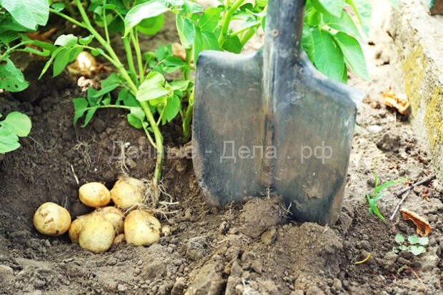 Как получить два урожая картофеля за один сезон