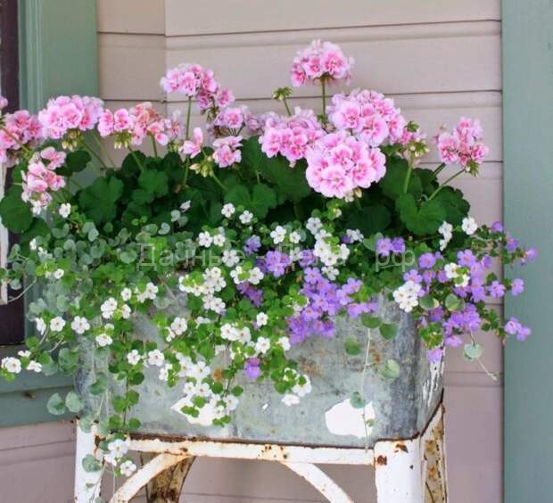 Как украсить сад и балкон при помощи прекрасных цветочных композиций с пеларгониями