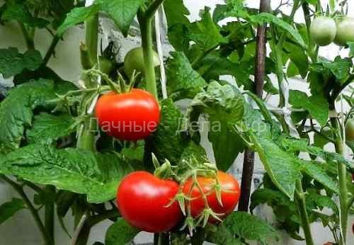 Выращивание балконных томатов