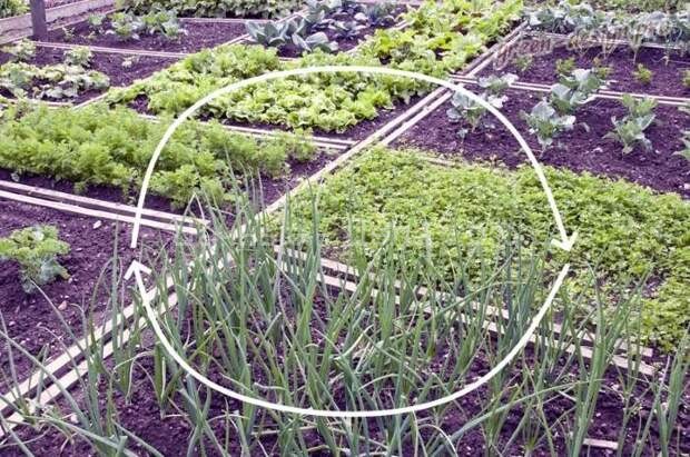 Какие эффективные методы борьбы с сорняками лучше применить в саду и огороде