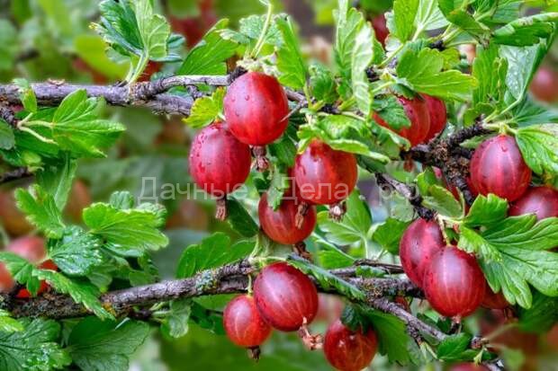 Чем обработать ягодные кустарники ранней весной &ndash; защита от болезней и вредителей