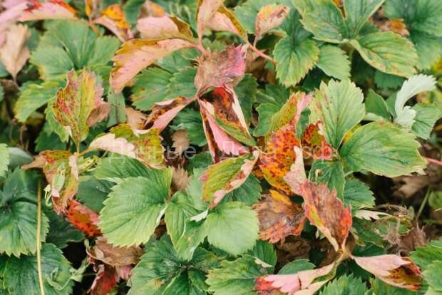 Почему листья клубники меняют цвет и как это исправить