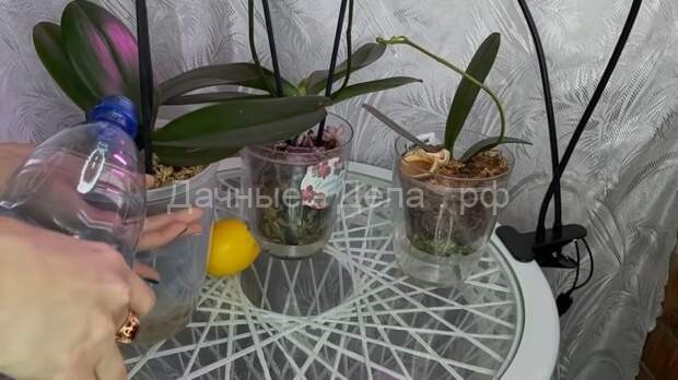 Как сделать так, чтобы орхидея нарастила отличные корни при помощи полива