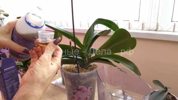 Аминокислоты для орхидей, которые оздоравливают растение