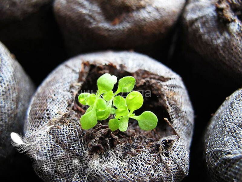 Бакопа: выращивание из семян, фото, когда сажать в домашних условиях
