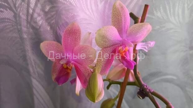 Как сделать так, чтобы орхидея нарастила отличные корни при помощи полива