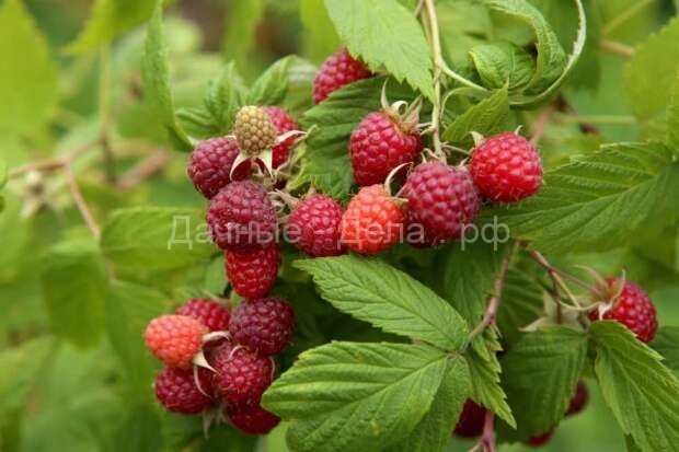 Чем обработать ягодные кустарники ранней весной &ndash; защита от болезней и вредителей