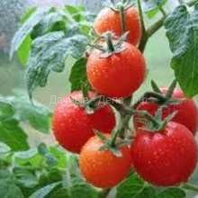 Советы по выращиванию томатов. Вопрос — ответ.