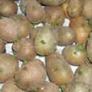Выращивание рассады раннего картофеля
