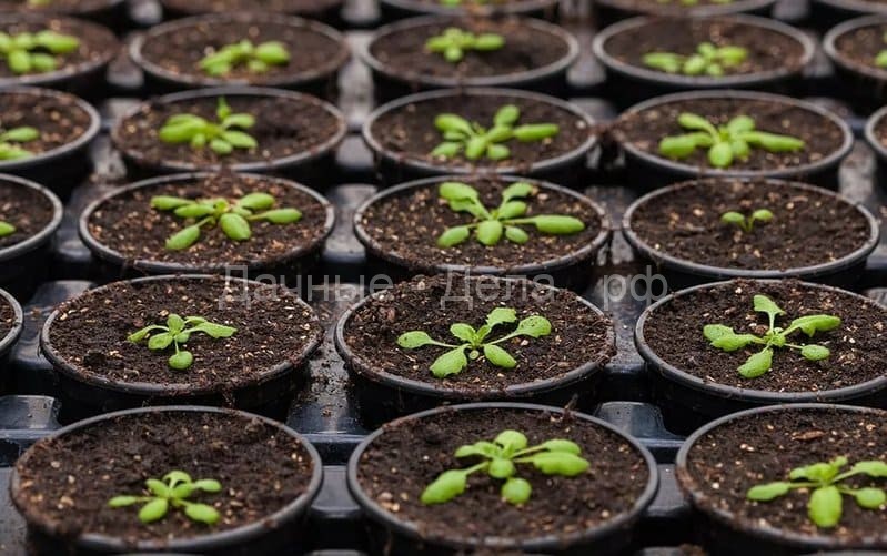 Когда и как сеять астру на рассаду для выращивания из семян в домашних условиях