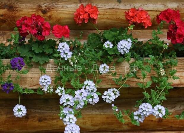 Как украсить сад и балкон при помощи прекрасных цветочных композиций с пеларгониями