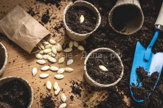 Выращивание тыкв и кабачков по Лунному календарю в 2022 году