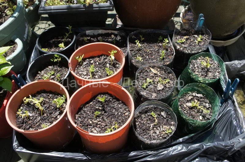 Бакопа: выращивание из семян, фото, когда сажать в домашних условиях