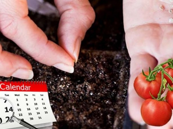 Сроки посева томатов и перца по лунному календарю на 2022 год