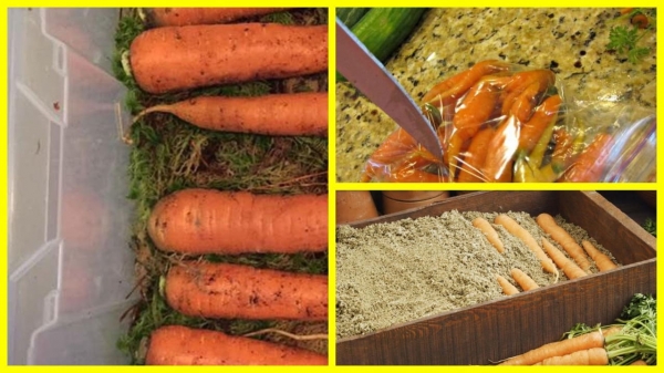 Правила хранения моркови, чтобы она оставалась сочной и твердой до самого лета