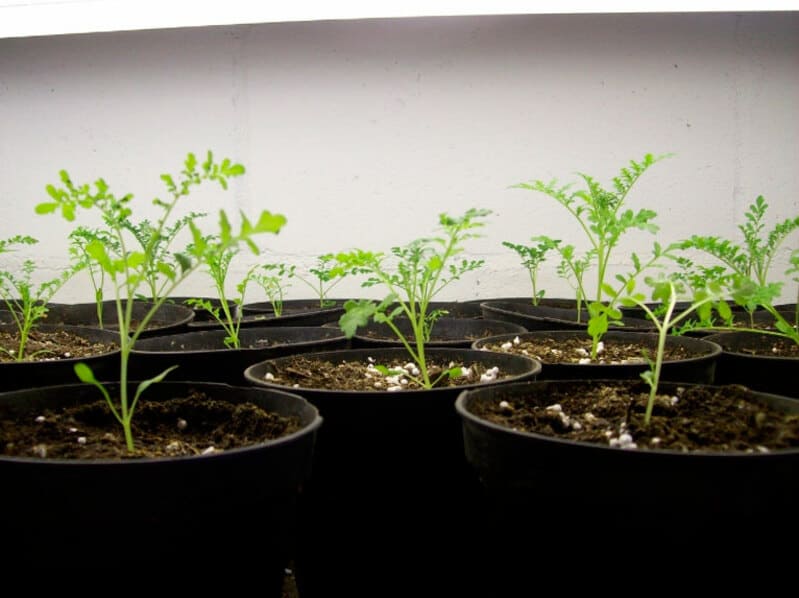 Когда и как сажать схизантус для выращивания в 2022 году в домашних условиях, посев на рассаду в открытом грунте
