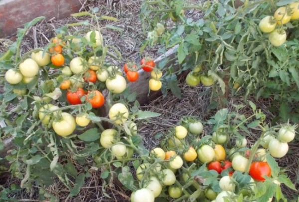 8 самых урожайных сортов томатов для открытого грунта в Средней полосе