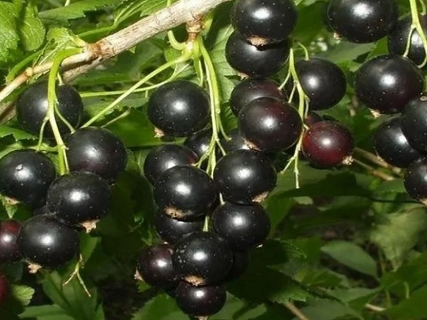5 самых урожайных и вкусных сортов черной смородины