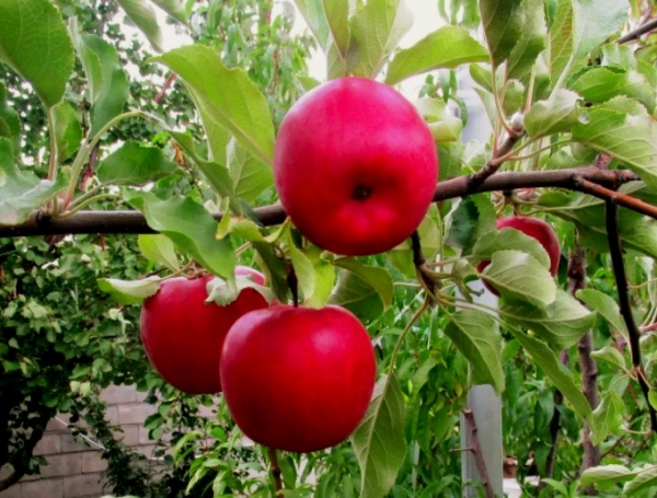 Что не любят яблони: 8 противопоказаний в уходе за культурой