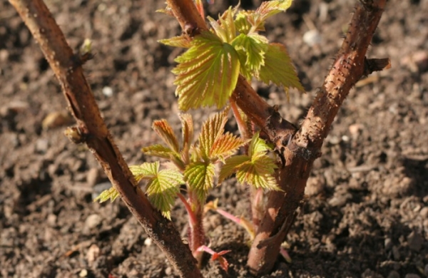 7 железных правил в уходе за малиной весной, без которых хорошего урожая и крупных ягод не будет