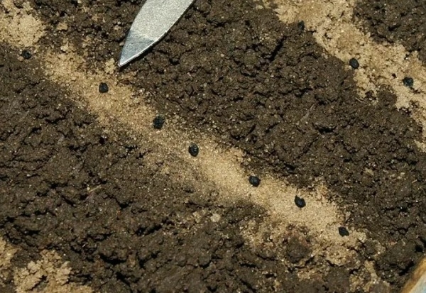 Рассада никогда не заболеет черной ножкой: маленькая хитрость при выращивании сеянцев