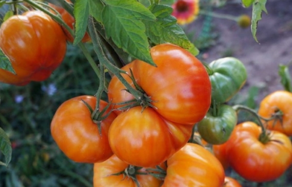 Самые сладкие и неприхотливые сорта биф-томатов