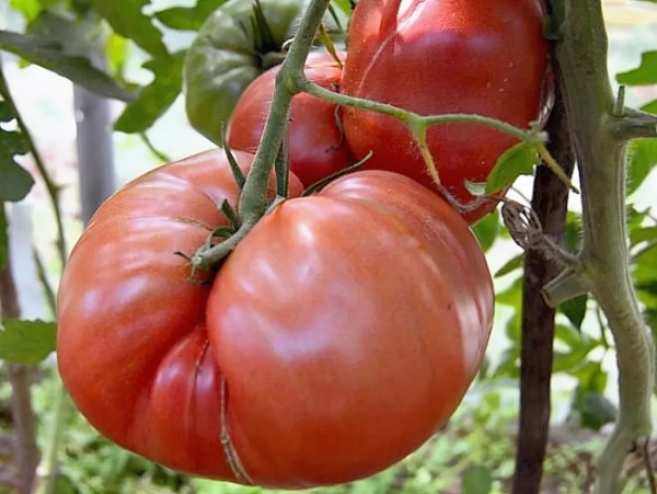 8 самых урожайных сортов томатов для открытого грунта в Средней полосе