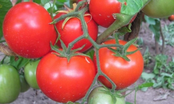 «Посадил и до сбора урожая забыл»: 7 неприхотливых сортов помидоров