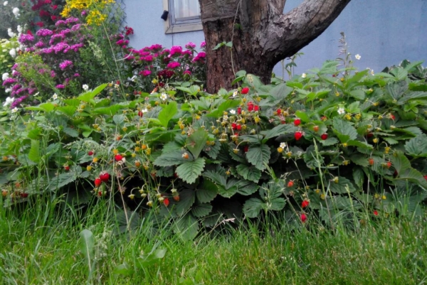Клубника никогда не заболеет и будет обильно плодоносить: полезное соседство для ягоды