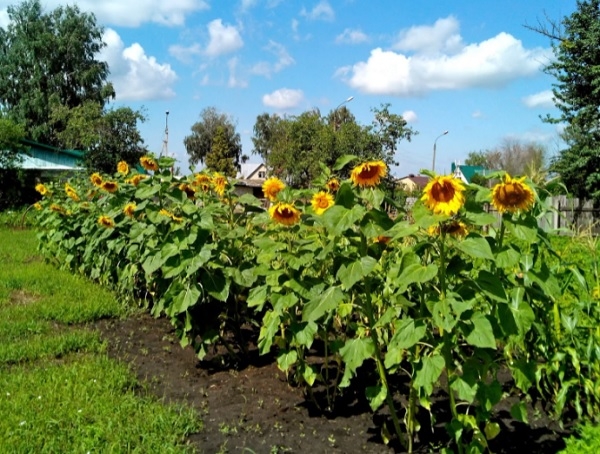 «Забор» из кукурузы и подсолнухов на огороде: зачем он нужен, и в чем его польза