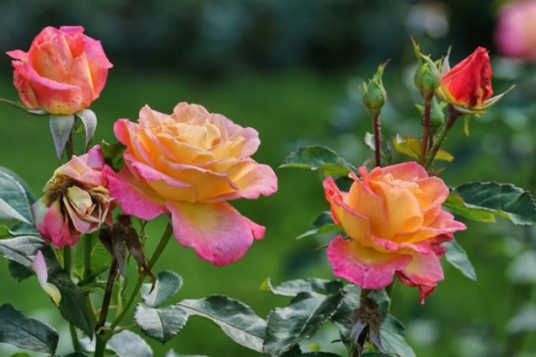 5 наихудших «соседей» для роз, которые приводят к их гибели. Многие цветоводы даже об этом не догадываются