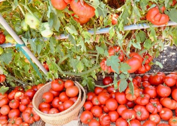 3 простых правила и один маленький секрет для богатого урожая помидоров в открытом грунте