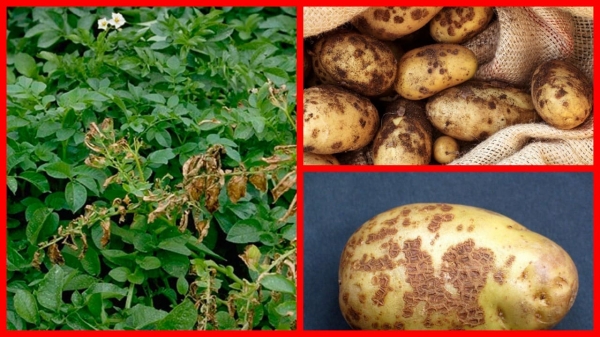 Парша на картофеле: способы борьбы, которые работают безотказно и помогают спасти урожай