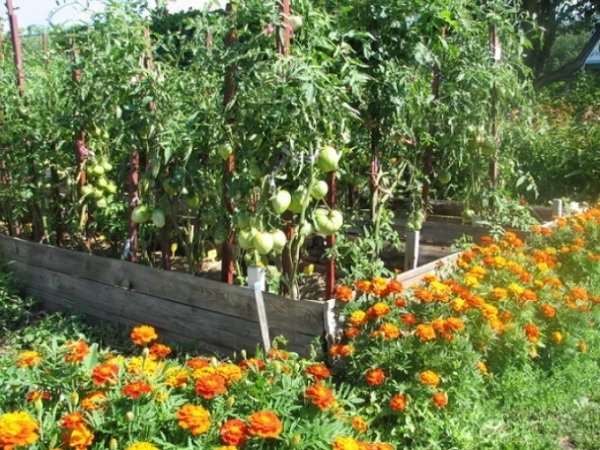 Хорошие и плохие соседи для томатов: какие культуры увеличат урожайность, а какие погубят помидоры
