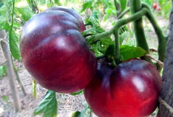 6 сорта коллекционных томатов с отличным вкусом и необычной окраской, которые не найдешь ни в одном садовом магазине