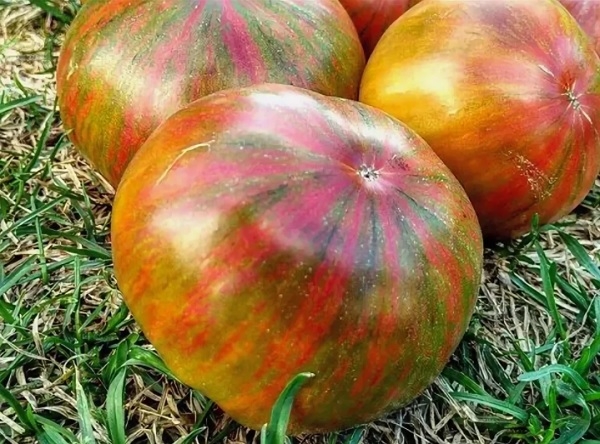6 сорта коллекционных томатов с отличным вкусом и необычной окраской, которые не найдешь ни в одном садовом магазине