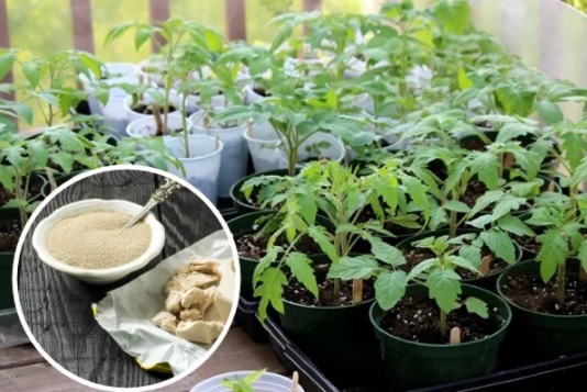 Живительная домашняя подкормка для рассады овощей, после которой сеянцы быстро попрут в рост