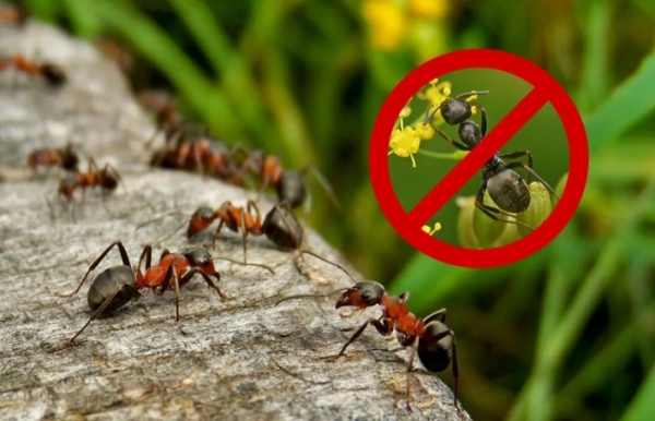 Способ вывести муравьев с участка раз и навсегда копеечным аптечным средством