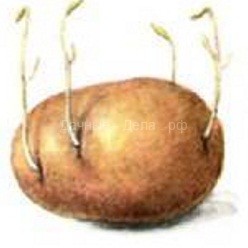 Нитевидные ростки картофеля