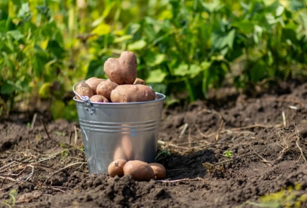 Полезные «соседи» для картофеля, которые способны увеличить урожайность в 2 раза