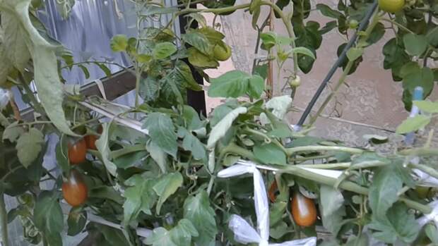 Как защитить томаты от фитофторы при помощи тюля