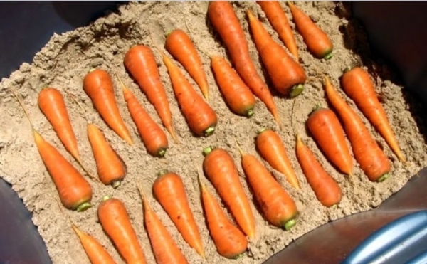 Правила хранения моркови, чтобы она оставалась сочной и твердой до самого лета