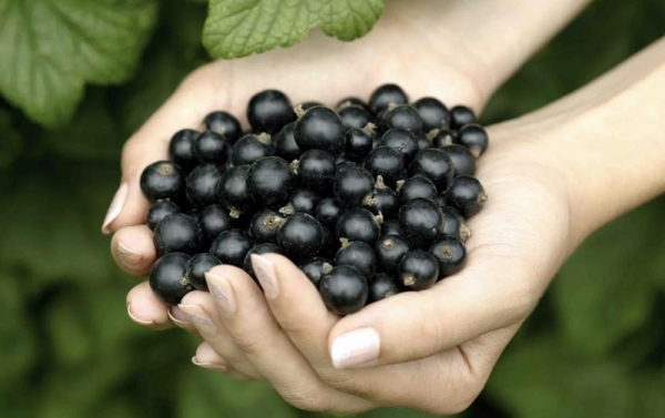 5 самых урожайных и вкусных сортов черной смородины
