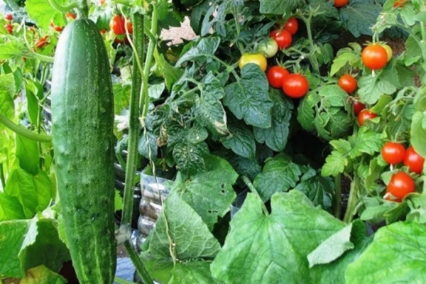Овощи, которые лучше не сажать на грядках по соседству, чтобы не остаться без урожая