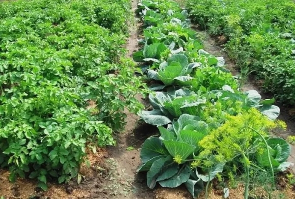 Полезные «соседи» для картофеля, которые способны увеличить урожайность в 2 раза